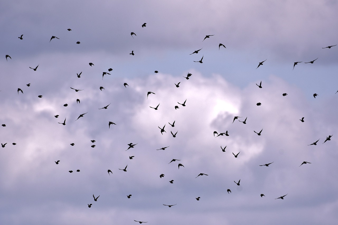 Essaims Doiseaux Dans Le Ciel DAlger Pourquoi Ils Volent En Groupe